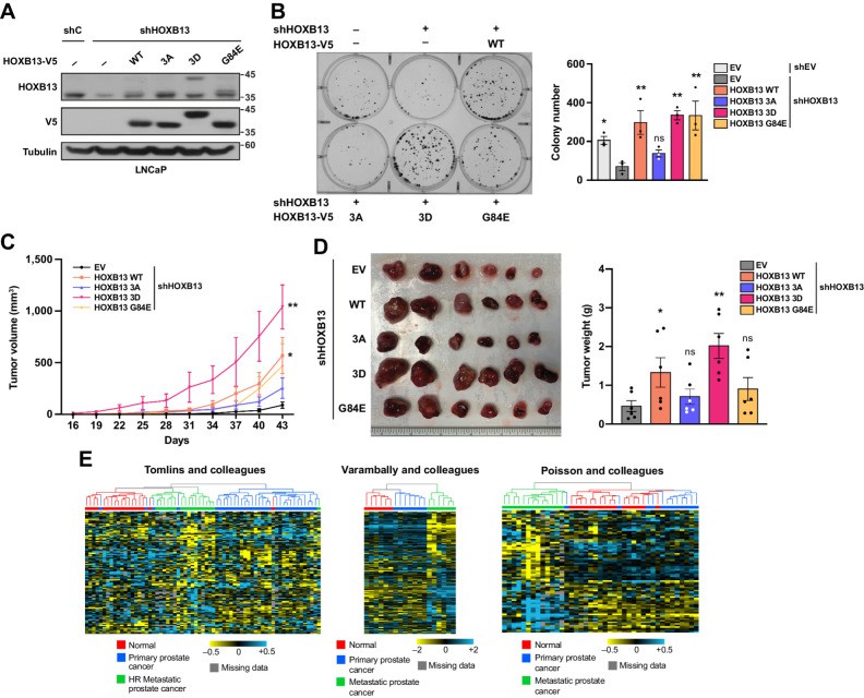 HOXB13 phosphorylation promotes its oncogenic function.