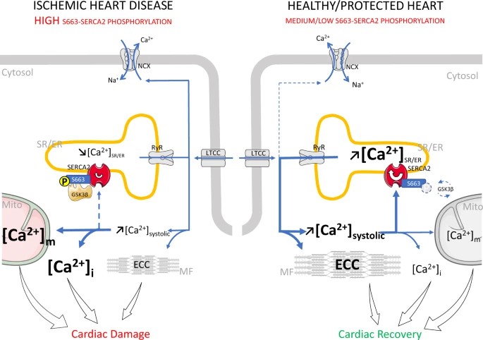 SPIED-DIA analysis of targeted regulated phosphorylation sites.