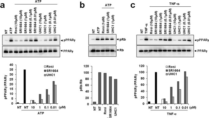 Inhibition of CDK5-mediated PPARγ phosphorylation by UHC1.