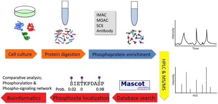 Common Pitfalls in Phosphoproteomics Experiments—And How to Avoid Them