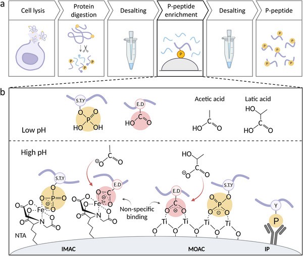 General phosphoproteomic sample preparation workflow and the principle of phosphopeptide enrichment.