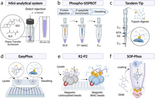 Miniaturized sample preparation workflows for microscale and nanoscale phosphoproteomics.