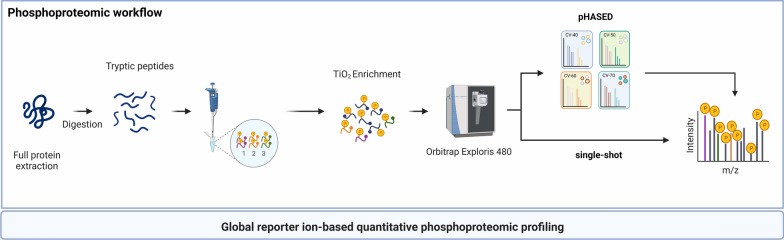 Overview of sample preparation and instrument workflow for quantitative phosphoproteomics using single-shot LFQ and pHASED.