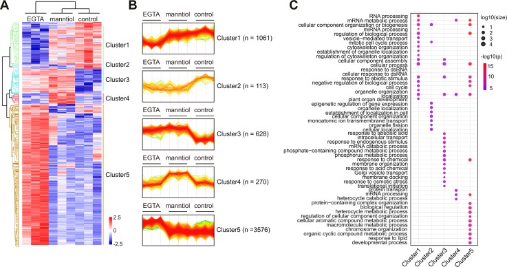 Comparison of EGTA- and mannitol-responsive phosphoproteomics.