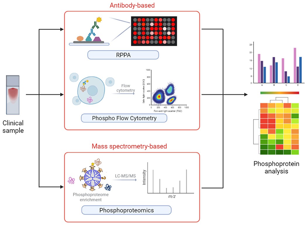 From Discovery to Biomarkers: Translating Phosphoproteomics into Clinical Applications