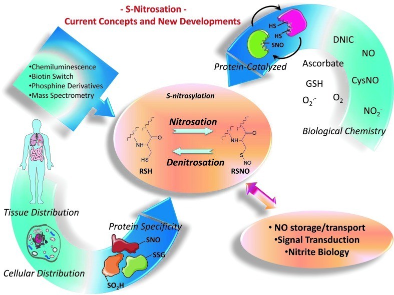 Overview on Antibody S-Nitrosation