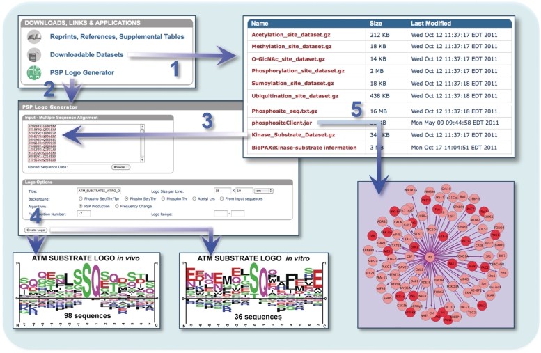 Phosphoproteomics Databases and Tools You Should Know