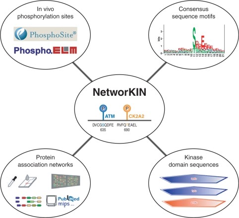 Overview of the NetworKIN resource.