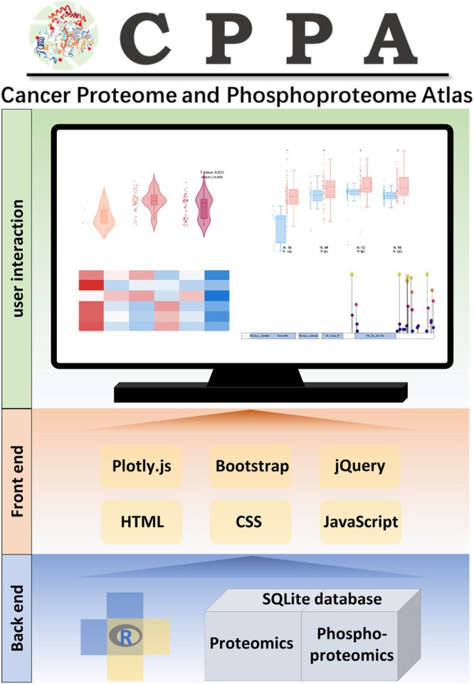 Schema describing data processing and data display for the CPPA web tool.