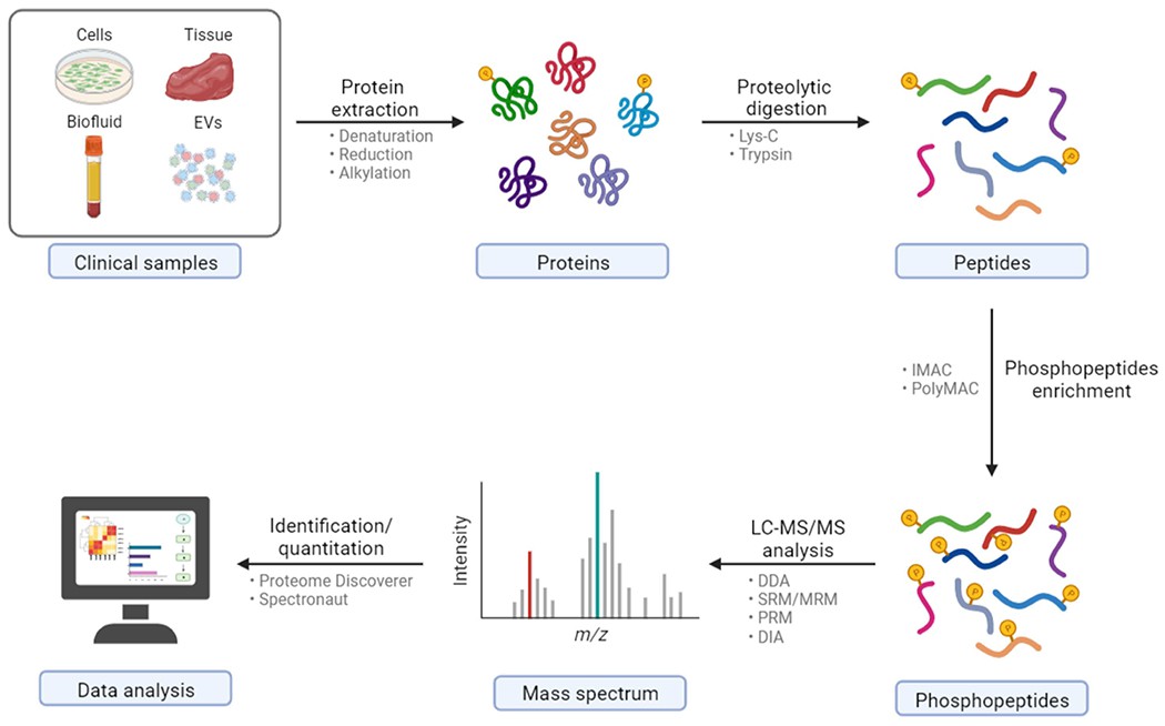 Phosphoproteomics Workflow Explained: From Sample to Data