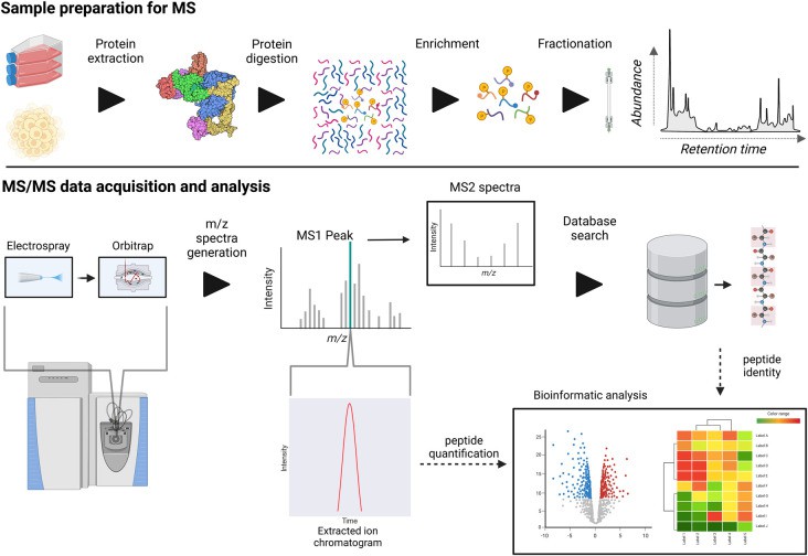 LC–MS/MS workflow for data-dependent analysis (DDA) phosphoproteomics.