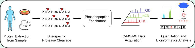 Protein Phosphorylation Assays vs. Phosphoproteomics: When to Use What