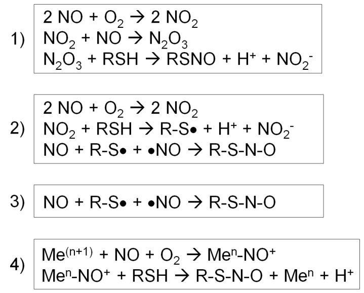 S-Nitrosylation Pathway