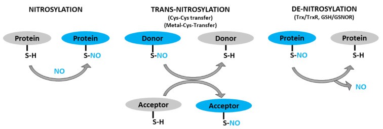 Schematic representation of protein S-nitrosylation, transnitrosylation, and denitrosylation.