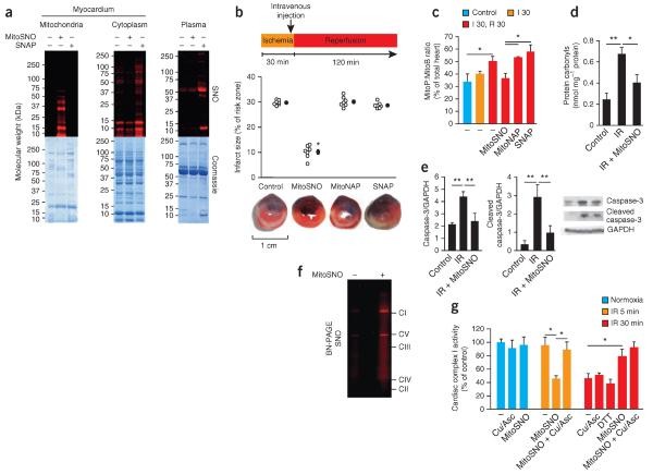 S-nitrosation of mitochondrial proteins is required for S-nitrosation–mediated protection from cardiac ischemia-reperfusion injury.