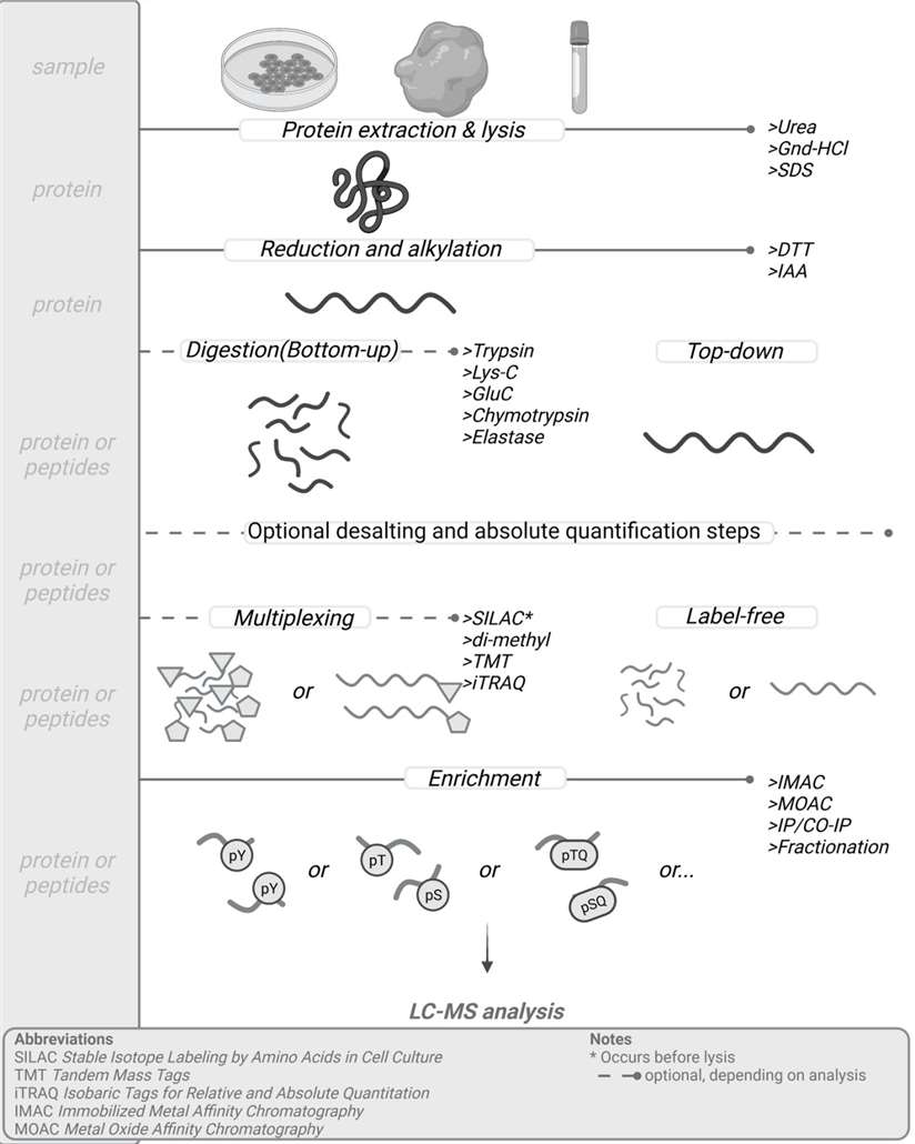 General sample preparation protocol for mass-spec based phosphoproteomic analysis.