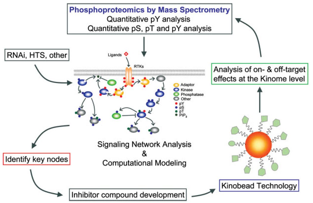 Signaling network analysis by mass spectrometry, drug-target discovery, and kinase inhibition.