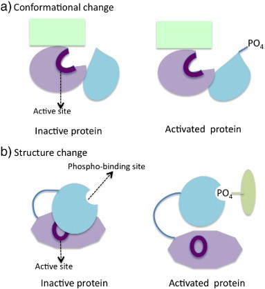 Understanding Protein Phosphorylation: Mechanisms and Biological Roles
