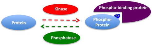 Relationships among kinase, phosphatase and phospho-binding protein.