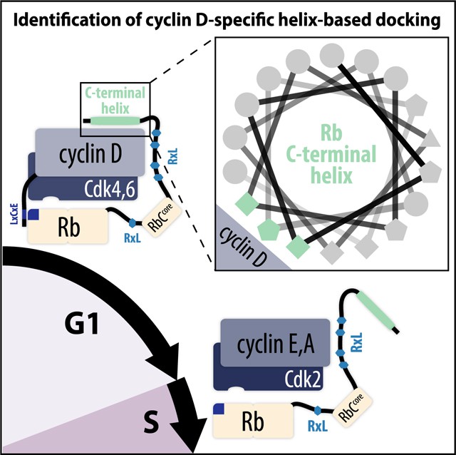 Cyclin D binds to CDK4/6 and promotes Rb phosphorylation as cells move from G1 to S phase.