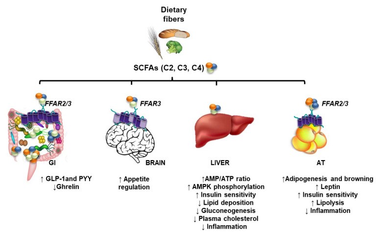 Overview of short chain fatty acids (SCFAs).