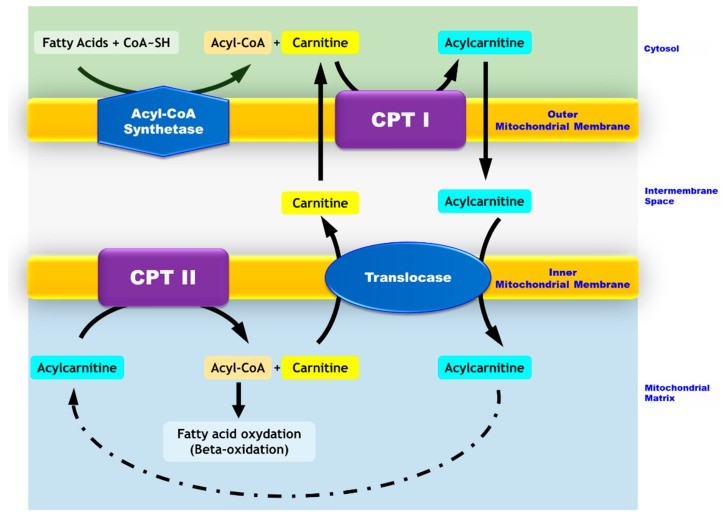 Mitochondrial transport of long-chain fatty acids.