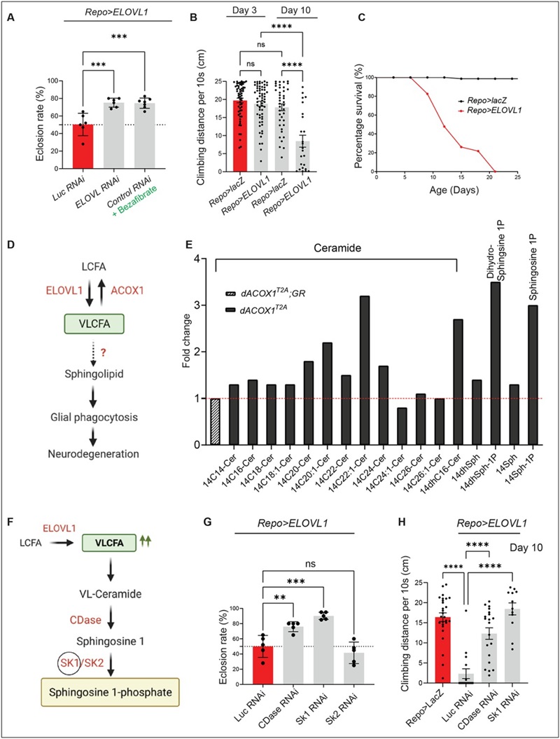 Elevated levels of VLCFAs induce S1P production and neuronal dysfunction.