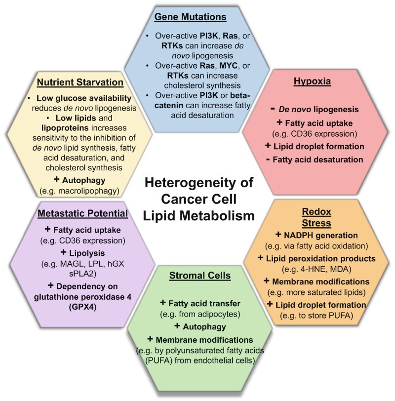 From Lipids to Leads: How Metabolomics Turns Fatty Acids into Therapeutic Targets