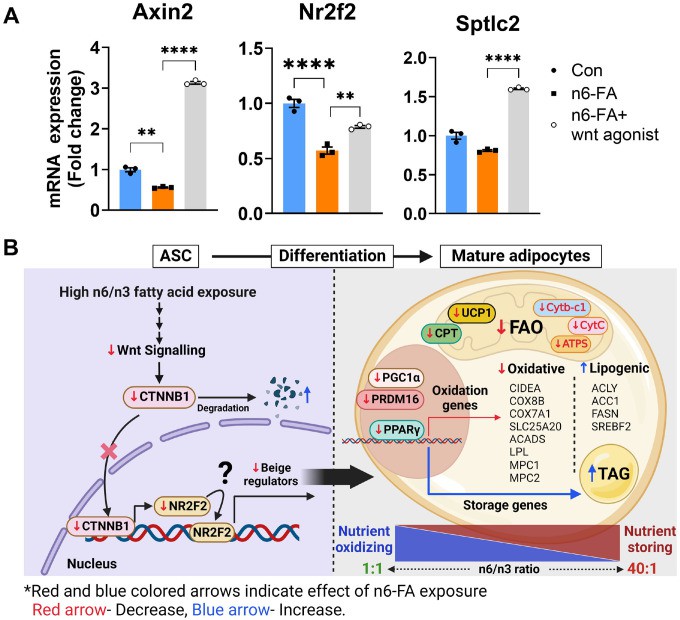 Effects of N6-FA exposure on ASC and how it affects adipocyte metabolism.