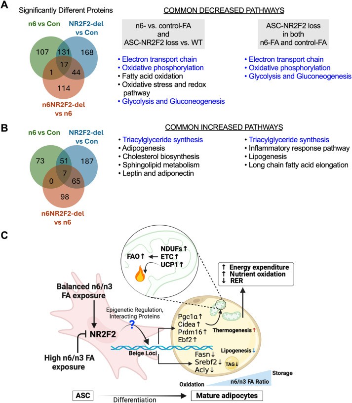 Mitochondrial oxidative pathways are absent and adipogenic pathways are increased in adipocytes from NR2F2-LOW ASCS.