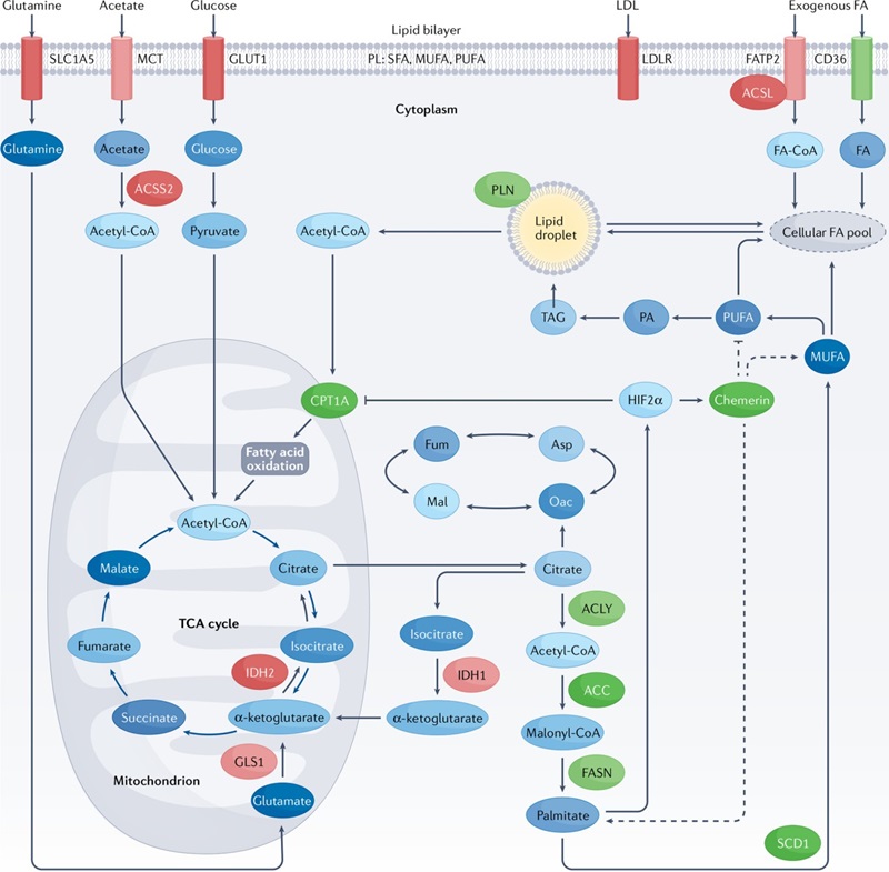 Fatty acid metabolism pathways in clear-cell renal cell carcinoma and potential therapeutic targets.