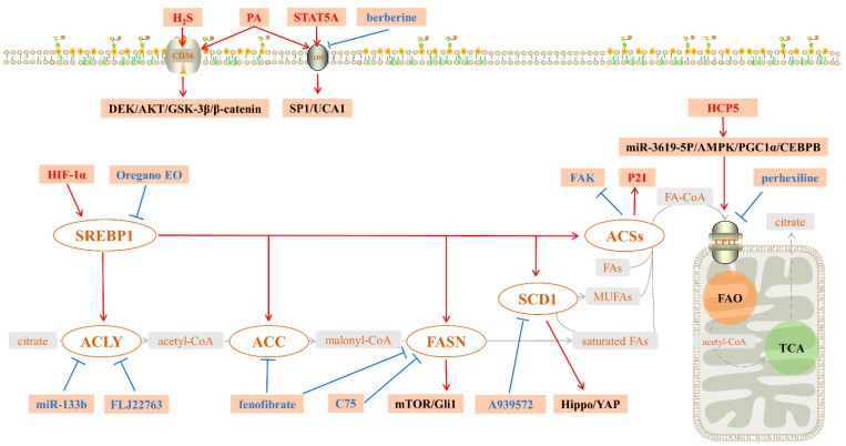Fatty acid metabolism in GC.