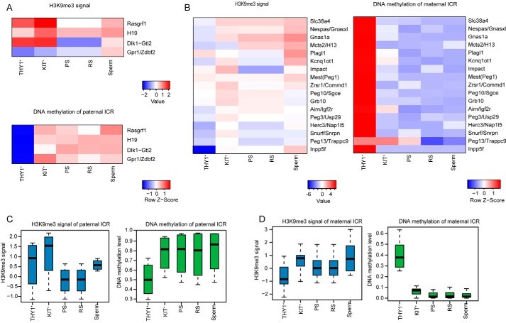 Dynamics of H3K9me3 modification and DNA methylation at gICRs during mouse spermatogenesis.