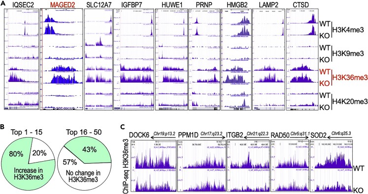 Correlation between the most increased expression of genes in metastasis and enhanced enrichment of H3K36me3 in the KO cells.