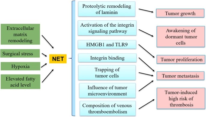 Mechanism by which NETs promote tumors.