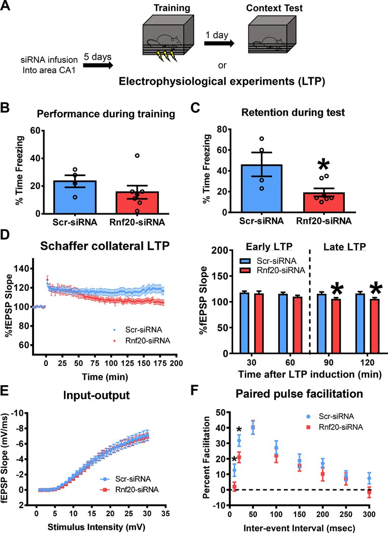 Loss of H2BubiK120 impairs activity-dependent synaptic plasticity and long-term memory formation.
