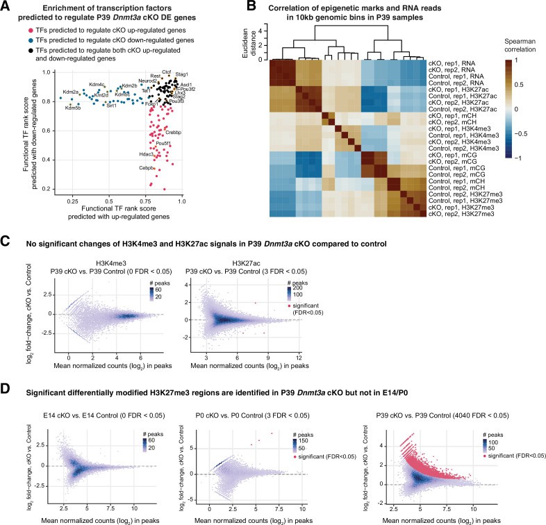 Dnmt3a conditional knockout (cKO) in cortical pyramidal neurons during mid-gestation impaired working memory, social interest, and acoustic startle responses.