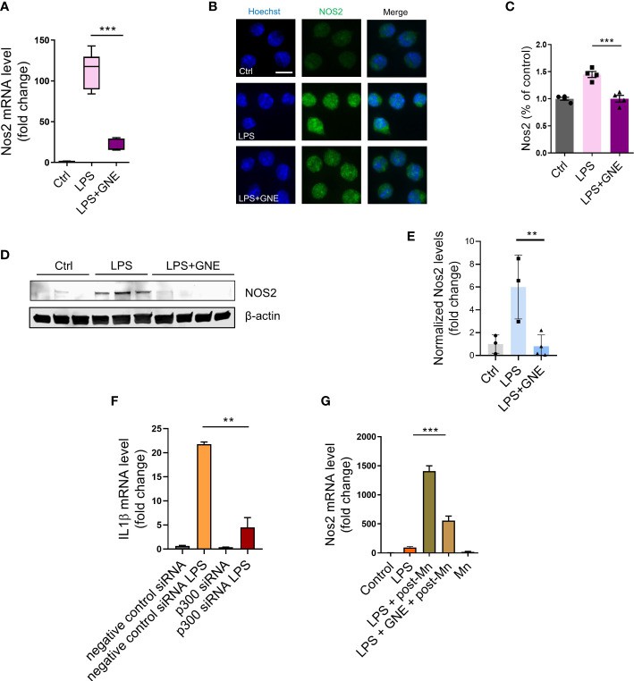 Inhibiting deposition of epigenetic mark H3K27ac through p300 suppresses iNOS signaling.