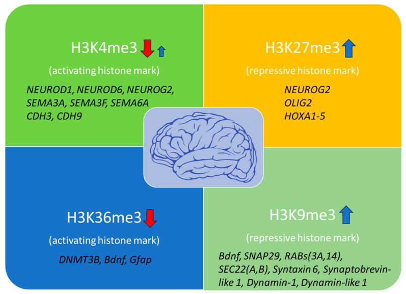 Histone modification marks are associated with brain aging and affected gene.