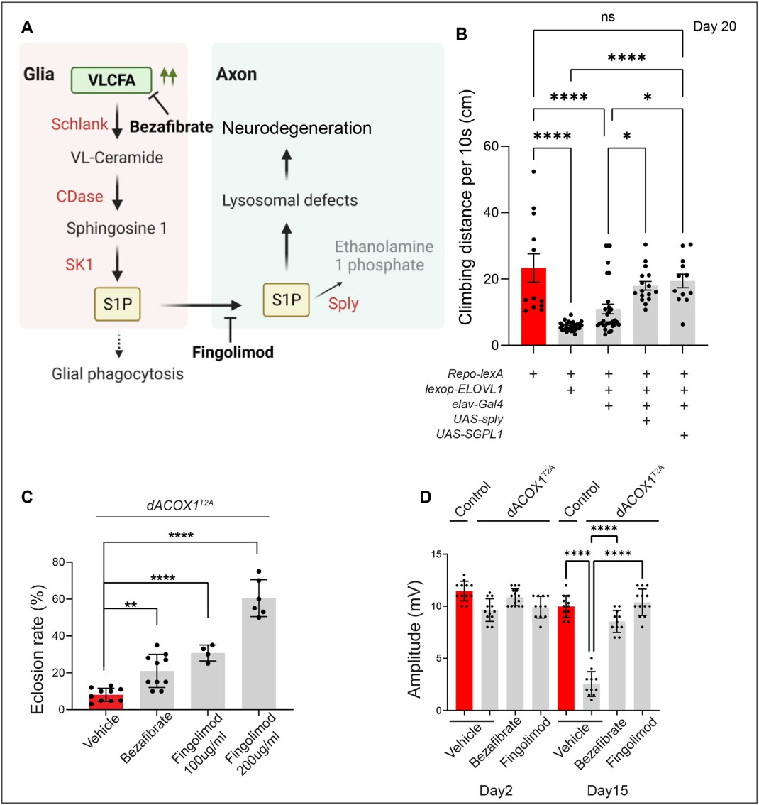 Elevated S1P induces phagocytosis through Draper.