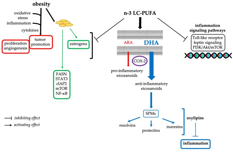 Anti-inflammatory effects of n-3 LC-PUFAs related to obesity and breast cancer.