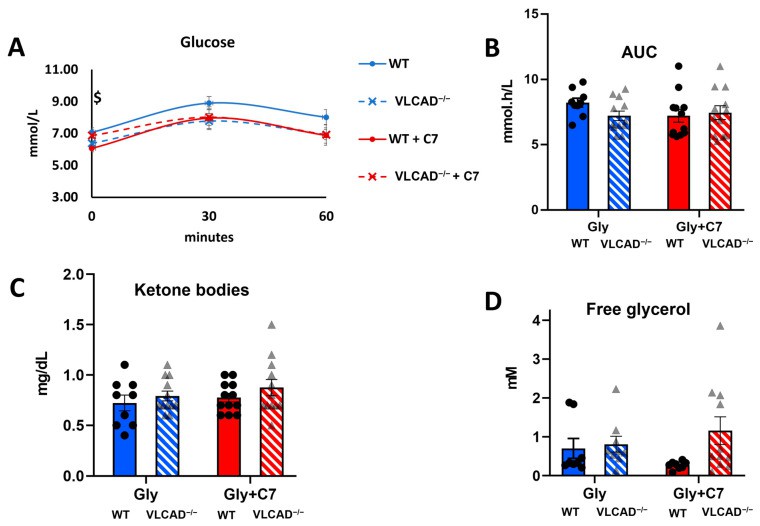 Blood measurement in VLCAD−/− mice with heptanoate (C7).