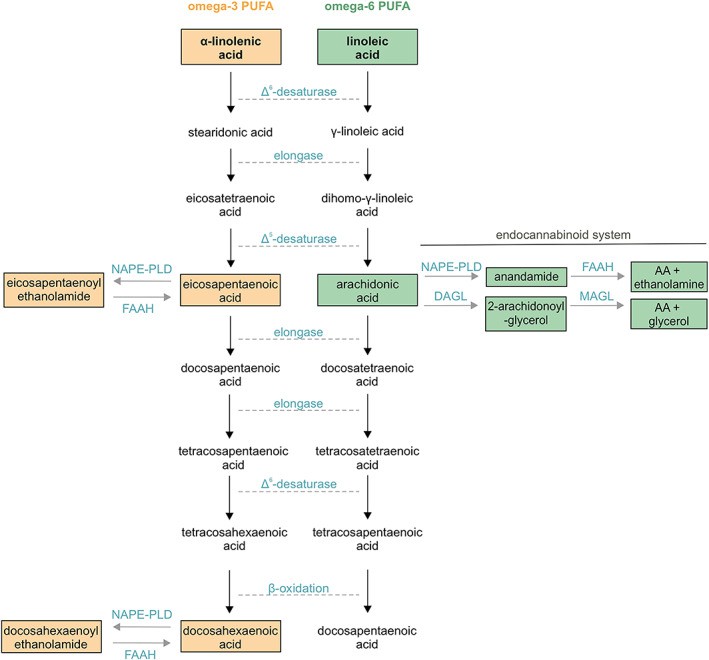 A summary of synthesis and metabolic pathways for both ω‐3 and ω‐6.