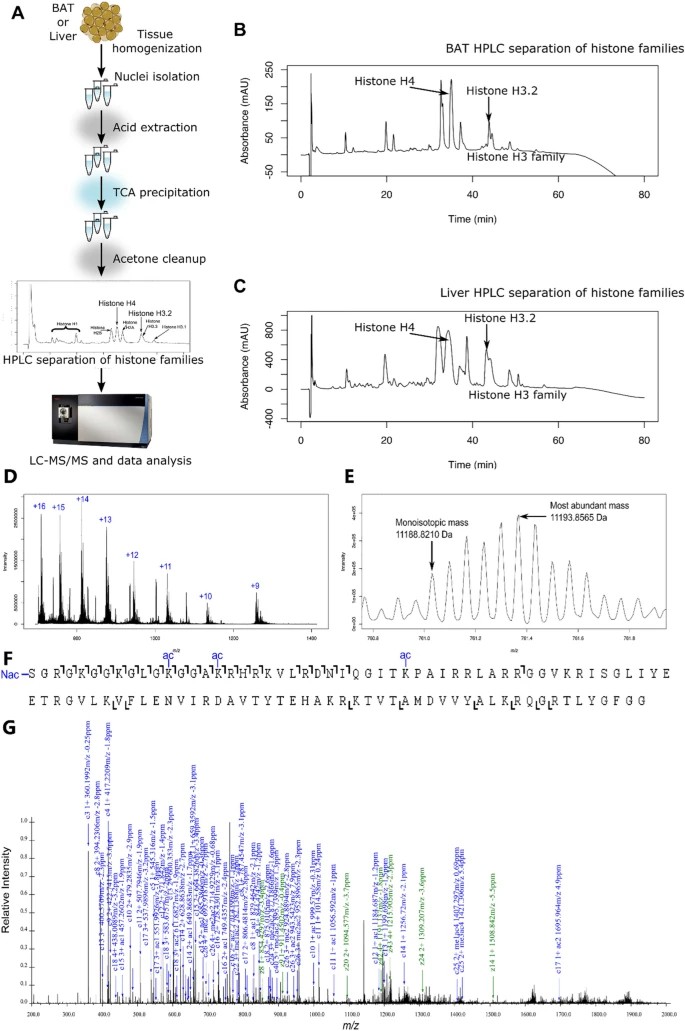 Workflow to obtain histone proteoform data from brown adipose tissue and liver.
