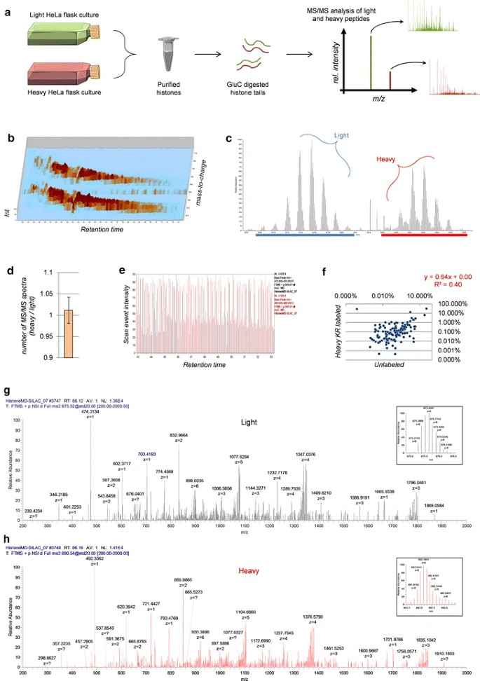 Analysis of histone H3 N-terminal tails from HeLa cells labeled with heavy lysine/arginine residues (heavy KR).