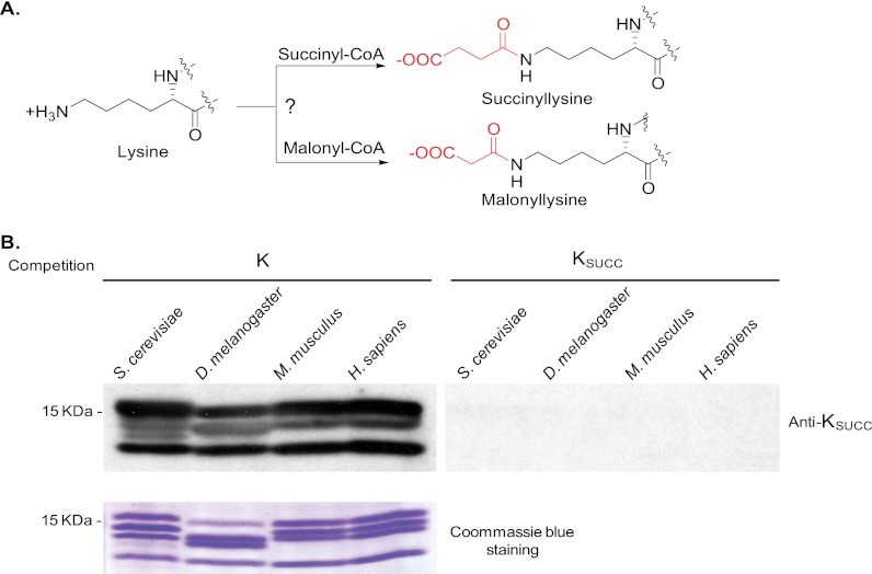 Detection of lysine succinylation in core histones of different species.