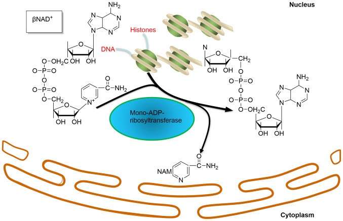 Schematic representation of the histone mono-ADP-ribosylation reaction.