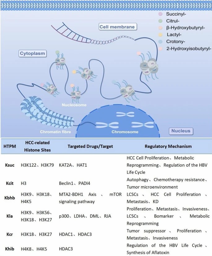 Novel HPTMs and their roles in HCC.