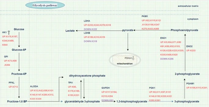 The Khib of glycolysis pathway enzymes.