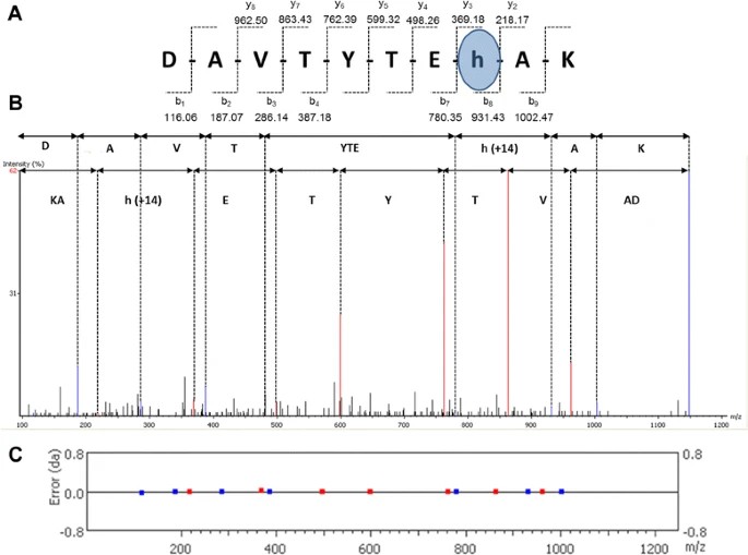 Identification of His monomethylation.